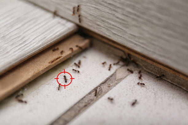 Best Mosquito Control Services  in Negaunee, MI