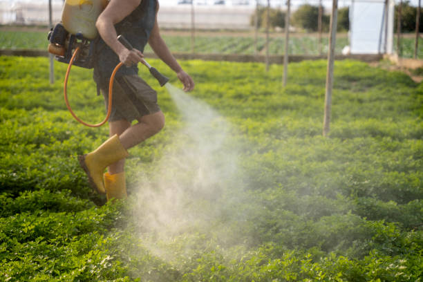 Best Ant Control Services  in Negaunee, MI