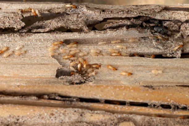 Best Emergency Pest Control  in Negaunee, MI
